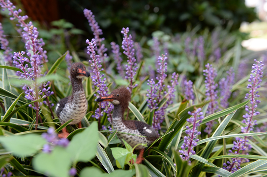 オークランドアイサ