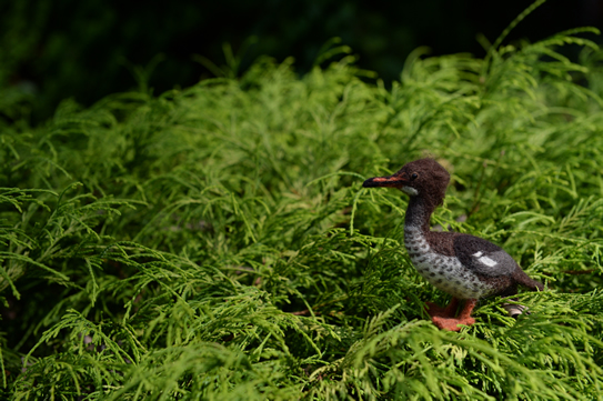 オークランドアイサ