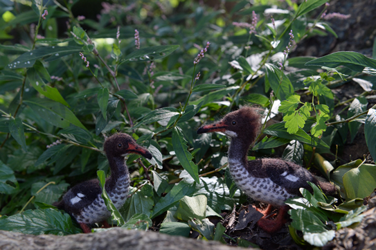 オークランドアイサ