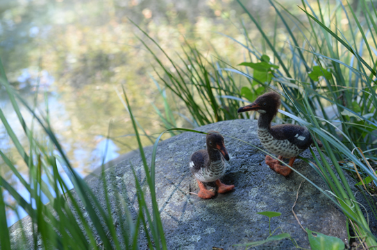 オークランドアイサ