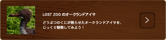 オークランドアイサ