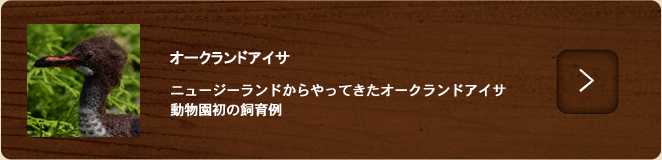 ケープライオン