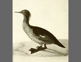 Illustration of Auckland merganser in 20th century①