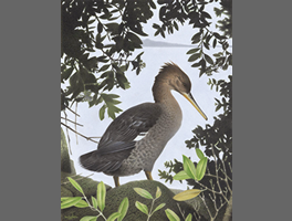 Illustration of Auckland merganser in 20th century②