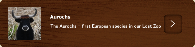 Aurochs