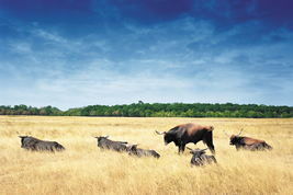 ポーランド西部で見られる復元オーロックスの群 