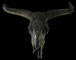 オーロックスの頭骨標本＠ベルリン自然史博物館 