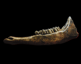 オーロックスの下顎標本 ＠奥州牛の博物館 