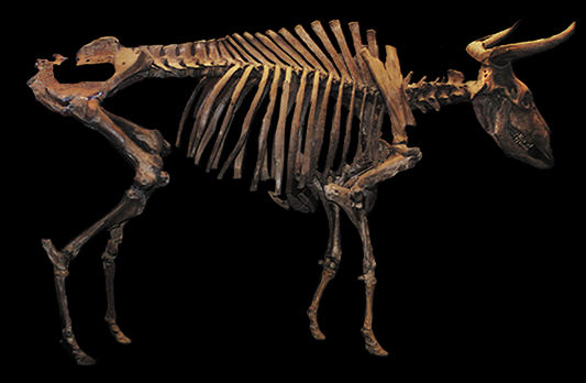 オーロックスの全身骨格標本 ＠コペンハーゲン自然史博物館 