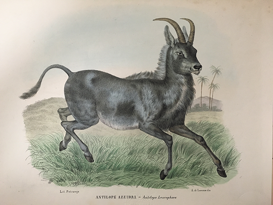 19世紀初頭に描かれたブルーバック