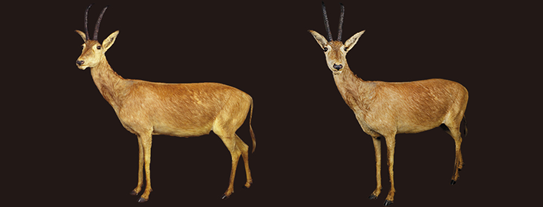 ブルーバックの剥製＠ウィーン自然史博物館