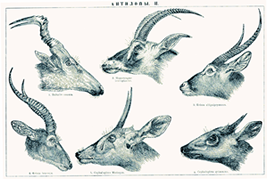 レイヨウたちの頭部比較（ブルーバックは上段中央）