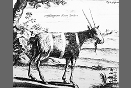 1719 年、ペーター・コルプによって描かれた
ブルーバックの博物画