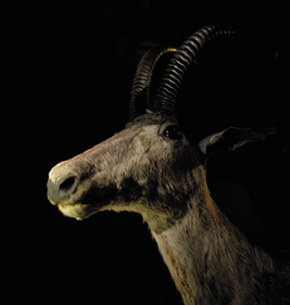 ブルーバックの剥製＠パリ自然史博物館