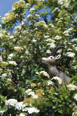 LOST ZOOブルーバックの放飼場風景