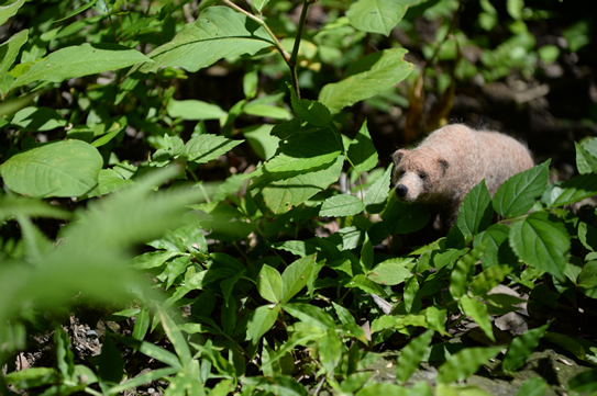 カリフォルニアグリズリー