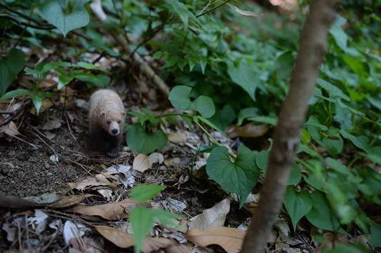 カリフォルニアグリズリー