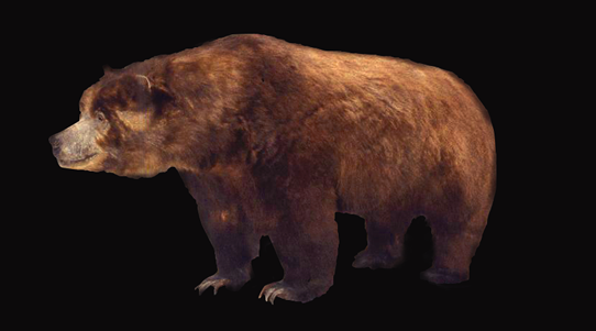 カリフォルニアグリズリーの剥製@ロサンゼルス自然史博物館 