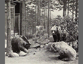 メキシコグリズリーの写真 