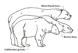 ショートフェイスベア、ヒグマ、 グリズリーの大きさ比較 