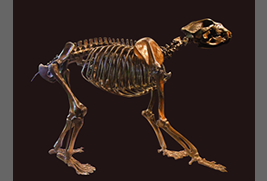 ショートフェイスベアの骨格標本 