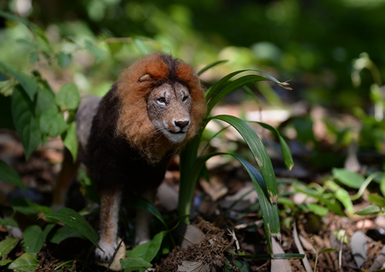 ケープライオン