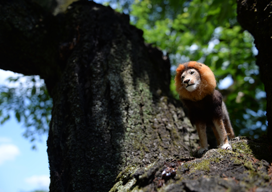 ケープライオン