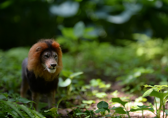 ケープライオン