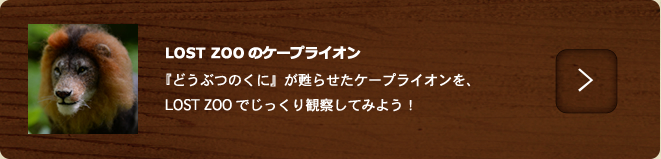 ケープライオン