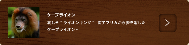 ケープライオン