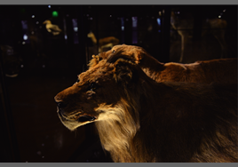 ケープライオンの剥製