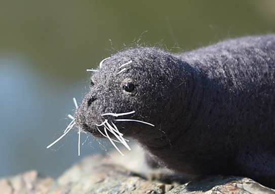 カリブモンクアザラシ