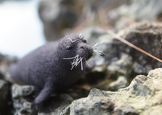 カリブモンクアザラシ