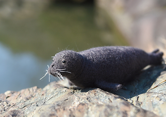 カリブモンクアザラシ