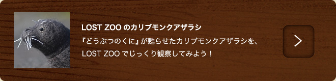 カリブモンクアザラシ