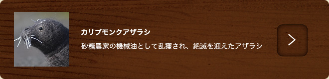 カリブモンクアザラシ