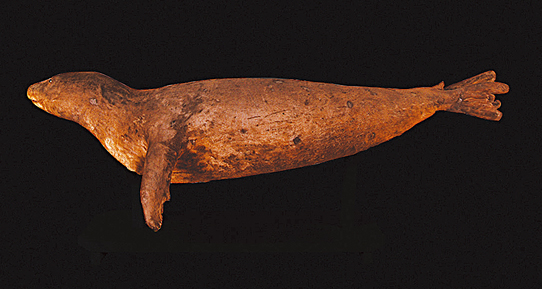 Stuffed Caribbean monk seal @ Naturalis Biodiversity Center Leiden, the Netherlands