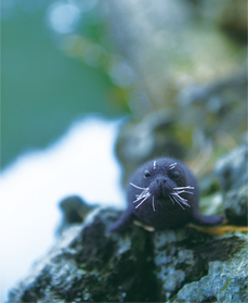 Caribbean monk seal Enclosure in LOST ZOO