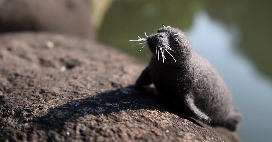 Caribbean monk seal