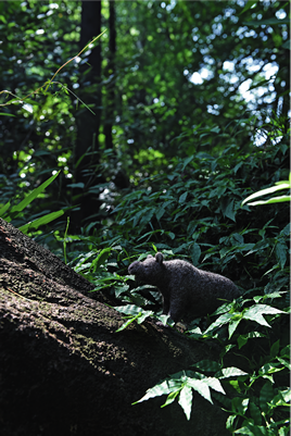 Cape lion Enclosure in LOST ZOO