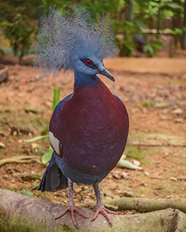 ムネアカカンムリバト