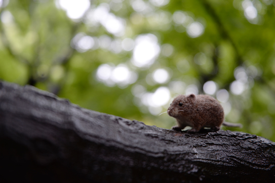 ガラパゴスコメネズミ