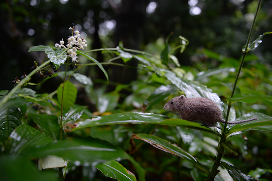 ガラパゴスコメネズミ