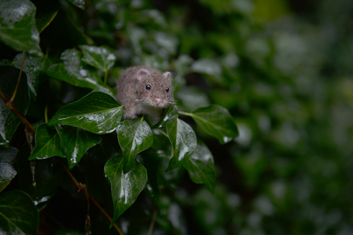 ガラパゴスコメネズミ