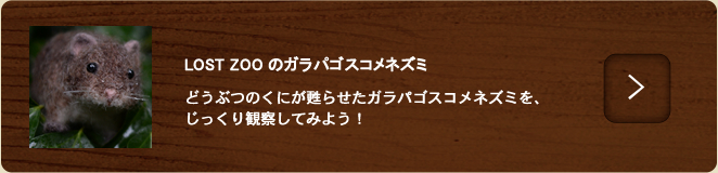 ガラパゴスコメネズミ