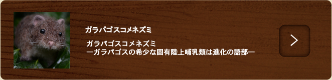 ガラパゴスコメネズミ