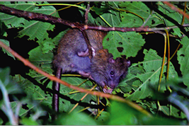 沖縄の固有種、ケナガネズミ