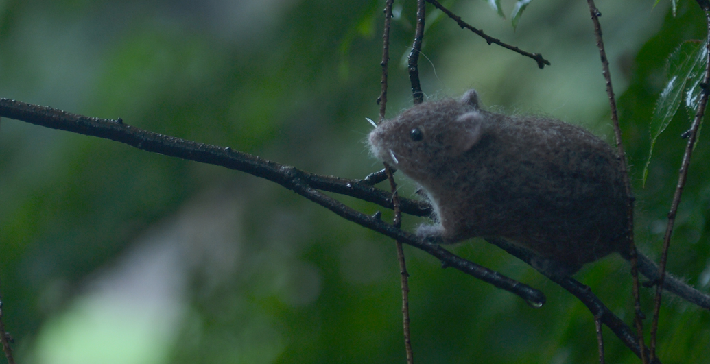 ガラパゴスコメネズミ