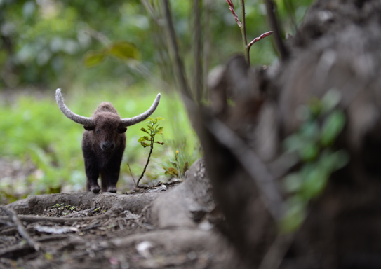 ジャイアントパイソン