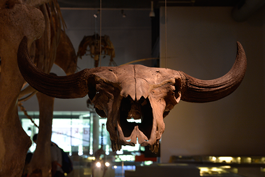 クアッガの特徴